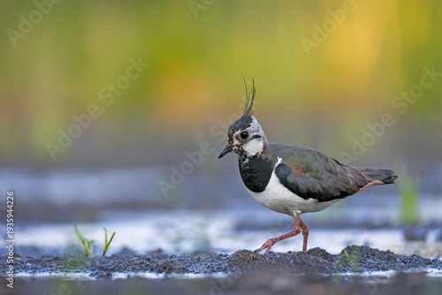 Schilderij op canvas Northern Lapwing (Vanellus vanellus) walking on a muddy field.