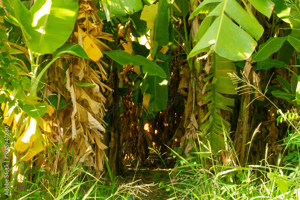 Obraz premium A wallpaper background featuring the entrance tunnel of a banana grove with many banana trees
