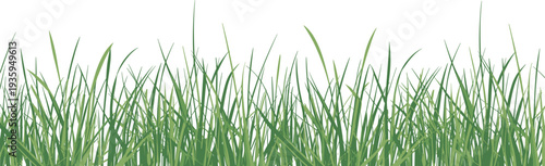 Closeup view of vibrant green grass blades with natural texture and variation in height nature outdoor