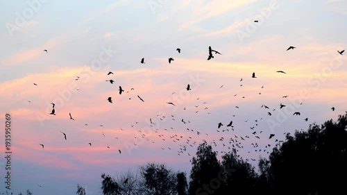 Slow Motion Shot of Flock of birds flying over silhouetted trees at sunset, against a gradient sky with orange and purple colors at 180 fps High quality footage