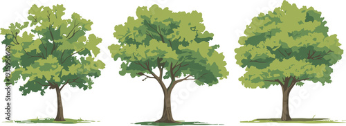 Three green leafy trees with brown trunks standing on grassy ground in a row