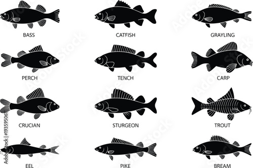 Black Silhouette Icons of Various Freshwater Fish Species Labeled with Names on a White Background Keywords: fish, freshwater, silhouette, icon, set, collection, illustration, bass, catfish