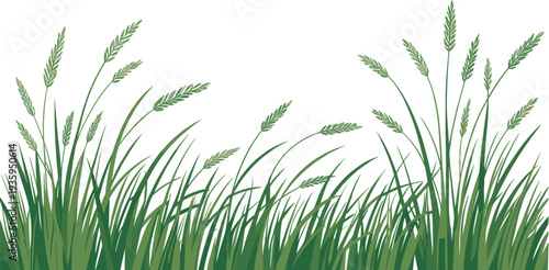 Tall green grass and wheat stalks growing in a field with a white background