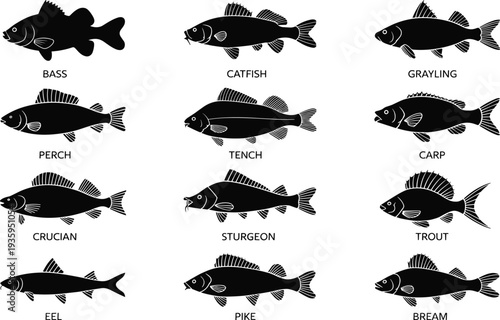 Black silhouettes of eleven different types of fish with their names labeled on a white background