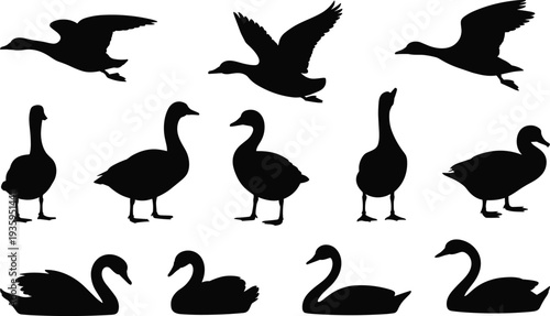 Collection of black silhouettes of various waterfowl including ducks geese and swans in flight and standing poses on a white background Keywords: duck silhouette goose silhouette swan silhouette