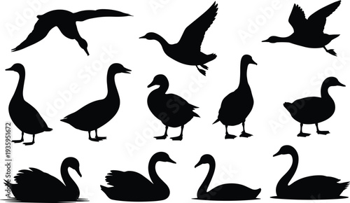 Collection of Black Silhouettes of Various Waterfowl Including Swans Geese and Ducks in Flight and Standing Poses