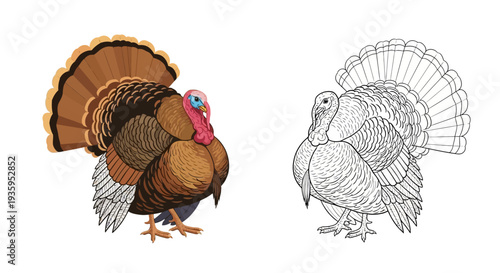 A colorful turkey stands beside its black and white outline version