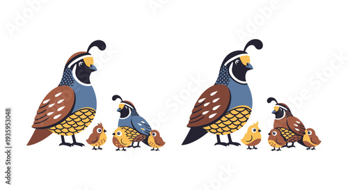 A family of quails two adults with their small fluffy chicks