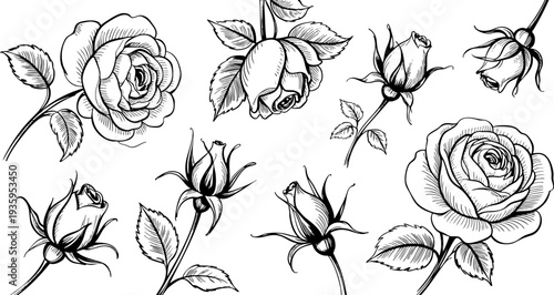Whimsical hand-drawn roses and buds illustration Vector