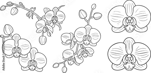 Detailed line drawing of orchid flowers and branches in black and white Vector