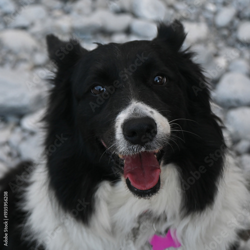 Portrait of a Border Collie dog, close-up of the dog's face in black and white