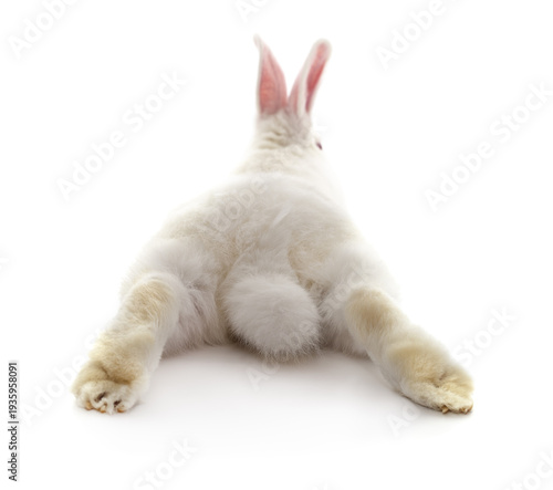 Back view of a white rabbit lying isolated on a white background.
