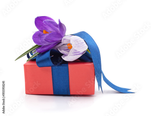 Purple crocus flowers on a red gift box isolated on a white background.