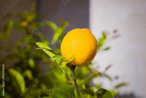 Wallpaper Mural limone maturo Torontodigital.ca