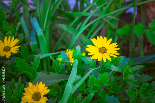 Wallpaper Mural margherite Torontodigital.ca