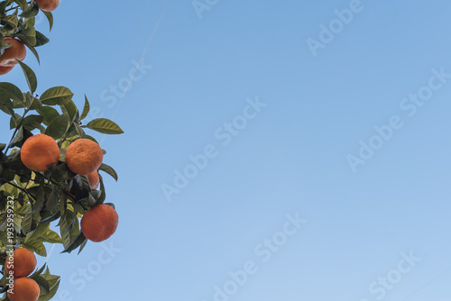 Wallpaper Mural mandarini Torontodigital.ca