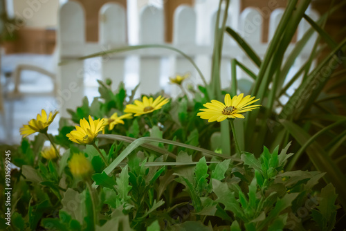 Wallpaper Mural margherite Torontodigital.ca