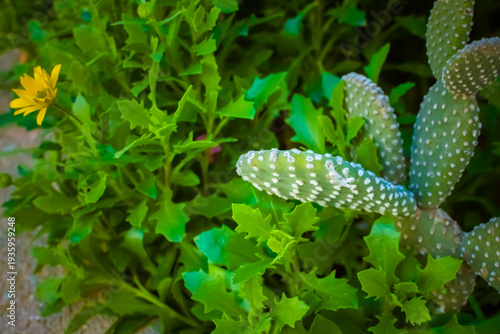 Wallpaper Mural mondo verde Torontodigital.ca