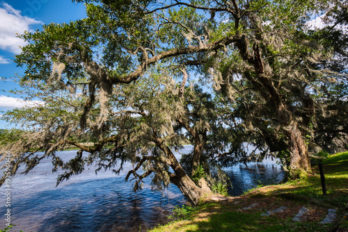 Live oak trees with Spanish moss leaning over the Ashley river near Charleston, South Caroling, USA.