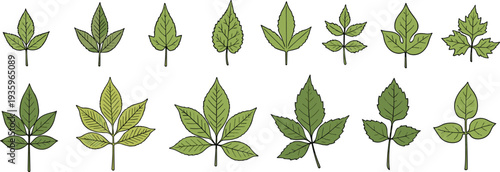 green, leaves, set, botanical, leaf, collection, nature, plant, foliage, eco, garden, vector, illustration, isolated, botanical, design, natural, herb, forest, element, decorative, clipart