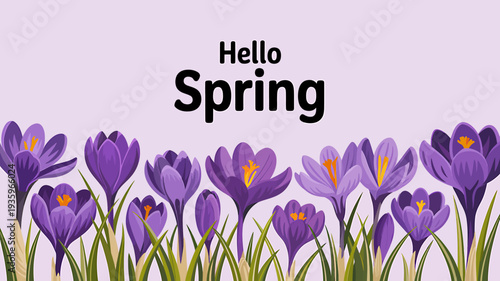 Purple crocus flowers in the grass with hello spring text on light background