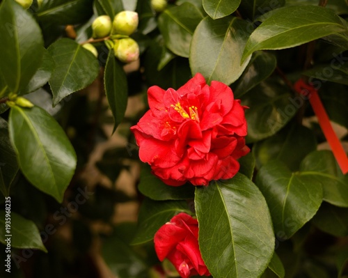 camellia japonica