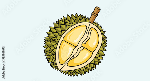 Durian Fruit Cut Open Showing Segments.