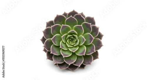 Closeup of green succulent plant.