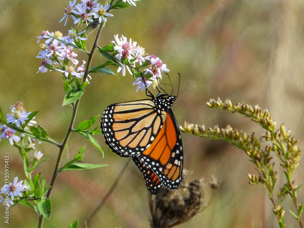 Naklejka premium Monarch Butterfly (Danaus plexippus) Feeding on Wildflowers in Summer Prairie