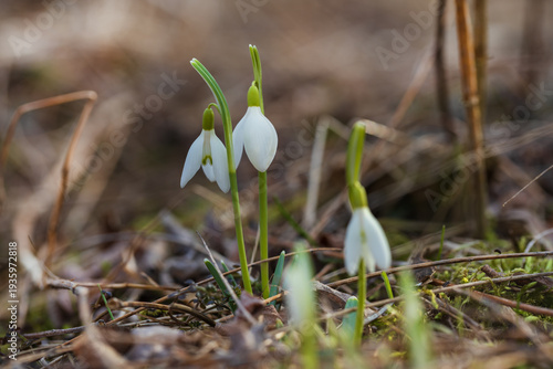 Close-up of first spring snowdrops blooming in forest