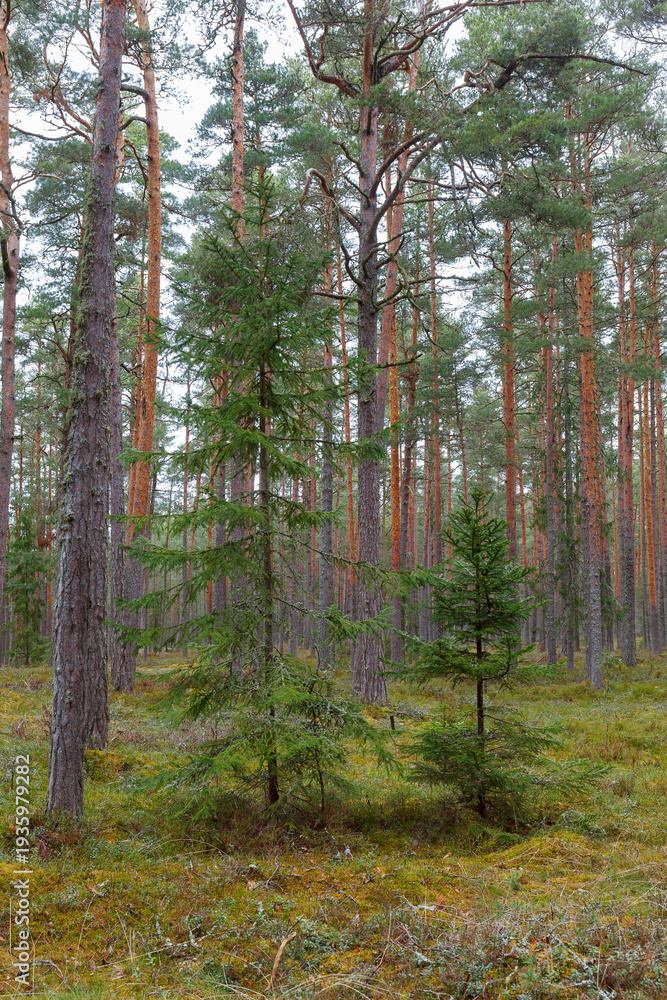 Fototapeta premium Pine forest with young evergreen tree growing among tall trunks.