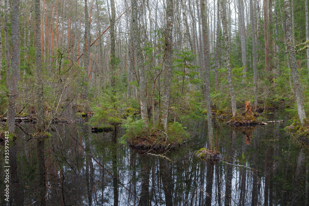 Obraz premium Wetland woodland with standing water and tree reflections.
