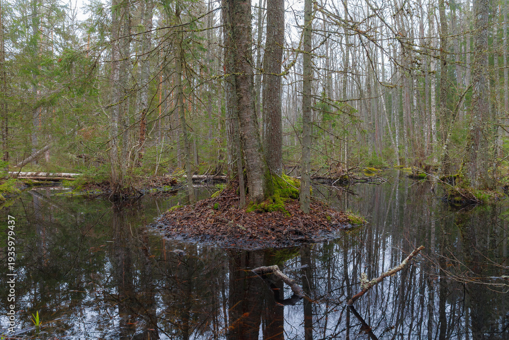 Obraz premium Small forest island surrounded by calm standing water.