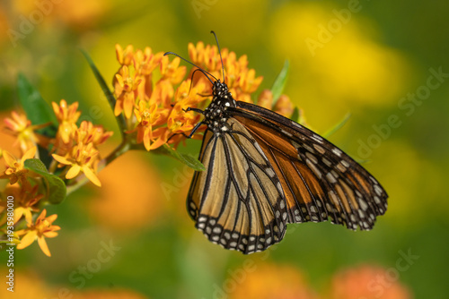 Monarch butterfly (Danaus plexippus) feeding on butterfly milkweed (Asclepias tuberosa), a native wildflower that supports pollinators