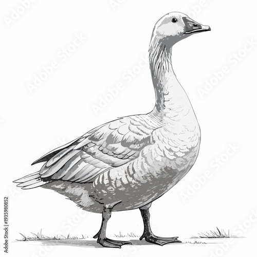 White goose standing alone on a white background surrounded by nature elements