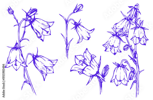 Bellflower blossoms, leaves and bouquets set. Natural summer, spring meadow plants. Floral natural illustration for poster, textile decoration. Botanical plant illustration