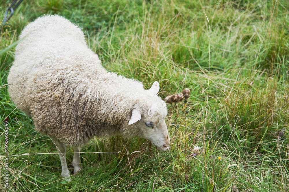 Fototapeta premium A sheep grazes on a green meadow.