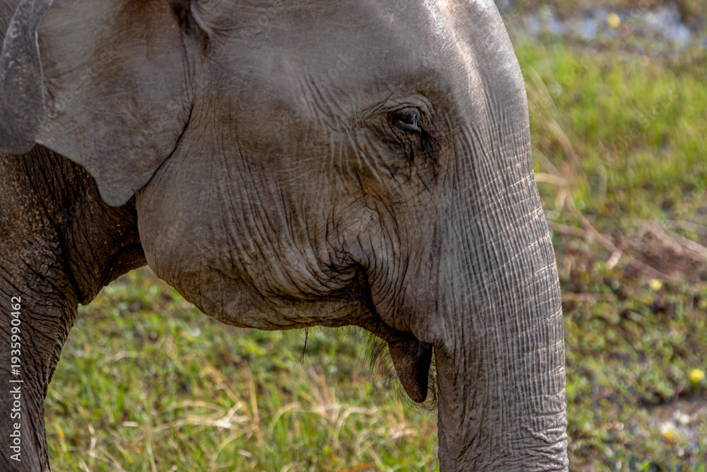 Fototapeta premium Detailed texture of the elephant's skin arround its eye and trunk