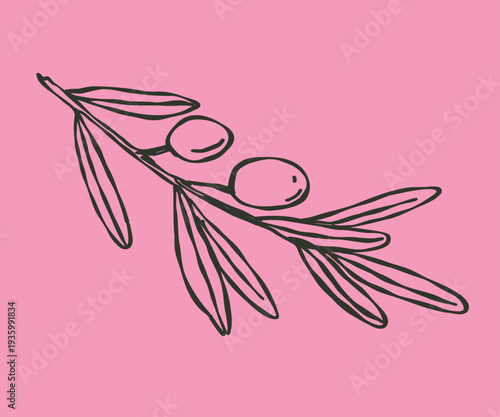 Whimsical doodle Mediterranean branch olives. Hand drawn illustration.