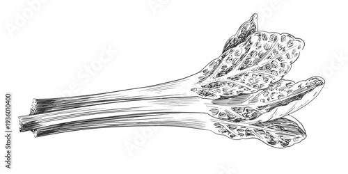 Rhubarb with leaves drawn in sketch style. Black and white illustration of vegetable isolated on white background. Vintage engraving of plant