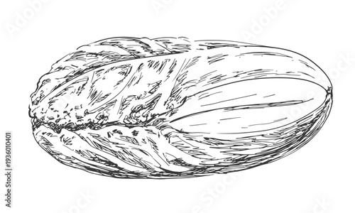 Chinese cabbage drawn in sketch style. Black and white illustration of vegetable isolated on white background. Vintage engraving of lettuce