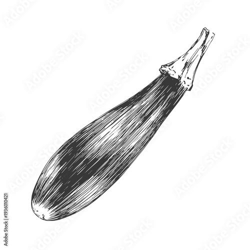 Zucchini drawn in sketch style. Black and white illustration of vegetable isolated on white background. Vintage engraving of squash