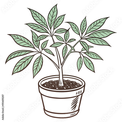 Potted Money Tree Plant Illustration