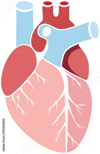 Wallpaper Mural Minimalist Illustration of a Human Heart for Informative Medical and Educational Graphics Torontodigital.ca