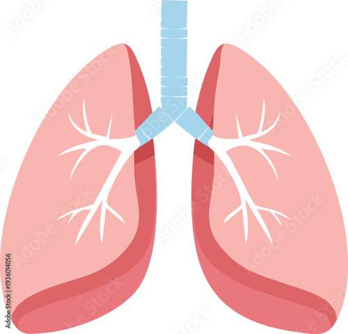 Wallpaper Mural A Simple Informational Flat Illustration of Human Lung Anatomy for Medical Education Torontodigital.ca