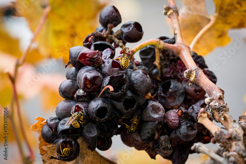 Wasps Feeding on Overripe Grapes in Vineyard