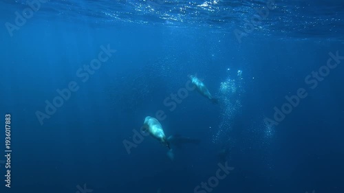 A dead sardine floats in the blue water off Magdalena Bay, Baja California, Mexico as a curious sea lion – Otariidae – inspects it before swimming toward the camera during the sardine run.