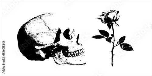 Skull and rose high contrast ink art for gothic decor and tattoo design