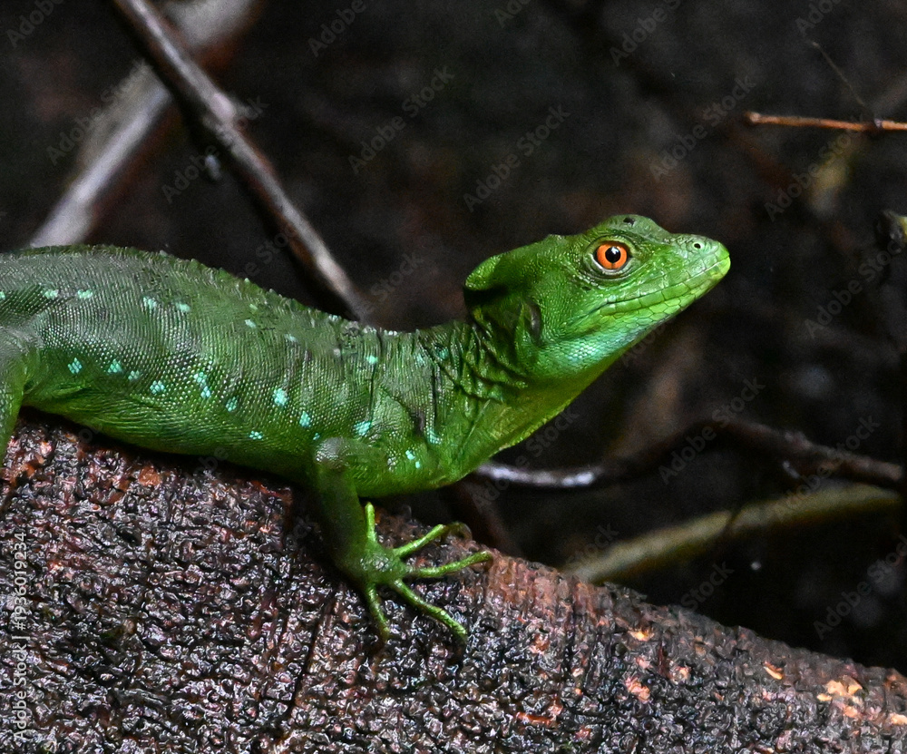 Fototapeta premium un basilisco en costa rica