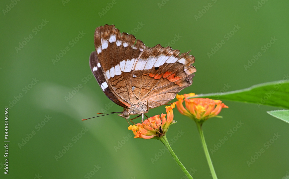 Fototapeta premium a beautiful butterfly on costa rica